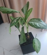 Kwiat Aglaonema Silver Baby. Duża 