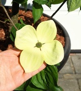 DEREŃ KOUSA VENUS * DUŻY OKAZ * CUDO