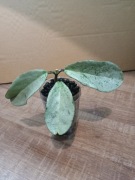 Hoja Hoya Carnosa Grey Ghost.