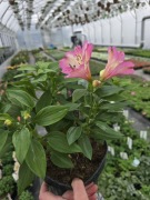 Alstromeria ogrodowa Summer Saint 3L 