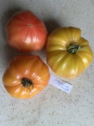 Pomidor Hawaiian Pineaple, kolekcjonerskie nasiona
