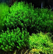 Distichophyllum Hookeriaceae sp. Rare Moss-rarytas