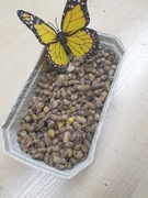 TRZCINA  MURARKA  RURKI 500SZT