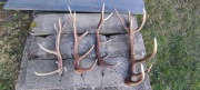 Sprzedam poroże 
