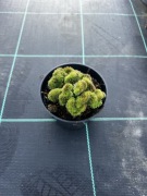 Rozchodnik ościsty cristatum