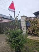 Jodła kaukaska gałęzie i choinki