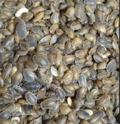 Dubia 1-2cm 200 sztuk! 