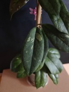 Hoya incrassata x finlaysonii SADZONKA CIĘTA