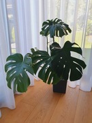 Monstera deliciosa (dziurawa) 90cm