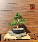 Sosna gęstokwiatowa 'Alice Verkade' 60cm formowana na wzor bonsai