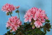 sadzonka pelargonii Fairfields