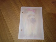 Karteczki do segregatora kartka A6 z albumu Pies piesek