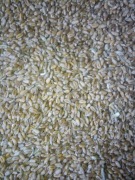 Pszenica ozima 20 kg