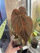 Ukorzeniony węzeł dark crystal mag x aosdarkpapi