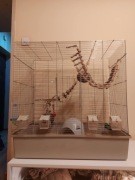 Klatka dla gryzoni/ptaków