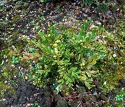 Bukszpan Buxus X 'Green Gem' 073