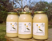 Miód mniszkowy 2024