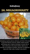 Nasiona Pomidorów Megagroniasty 