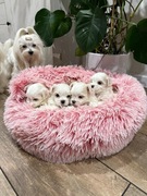 Maltańczyki ZkwP FCI na sprzedaz