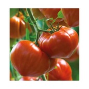 Pomidor GOURMANDIA - 10 nasion