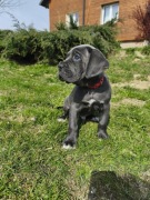 Cane Corso szczeniak
