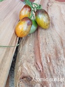 Pomidor  Atomic sunset   kolekcjonerski