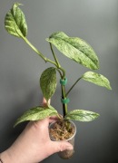 Epipremnum Pinnatum Mint