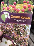 Dereń kousa Cappuccino