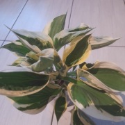Hosta funkia sadzonka