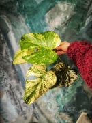 Monstera Mint variegata