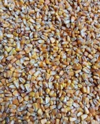 Kukurydza ziarno 25 kg na pasze dla kur i zanęta dla ryb