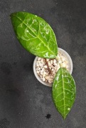 Hoya verticillata lampung - sadzonka ukorzeniona