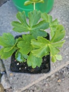 Cieszynianka wiosenna