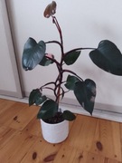 Philodendron PINK PRINCESS filodendron