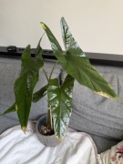 Alocasia Alokazja simpo 4 liście duża sadzonka