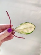 Hoya Carnosa Tricolor - do samodzielnego ukorzenienia