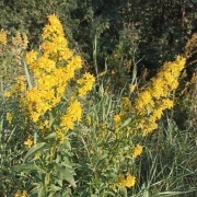 Nawłoć pospolita ziele 100g z Bieszczad 