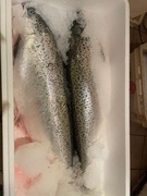 Atlantycki łosoś wędzony na zimno - filety