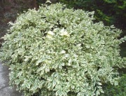 Trzmielina Fortunea 'Silver Queen' Euonymus fortunei