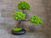Drzewko bonsai. Mech chrobotek. Prezent. Dekoracje wnętrz. 