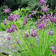 Czosnek Allium cyathophorum v farreri