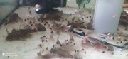 Kirys Panda corydoras 