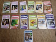 nr8 Karty Super Zwierzaki podwójne MEMO/PIOTRUŚ