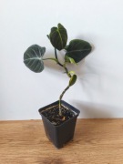 Piękny Philodendron Filodendron Melanochrysum 30 cm 