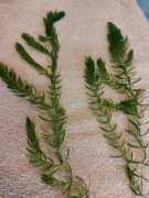 Rogatek sztywny - roślina akwariowa