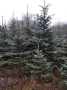 choinki z własnej plantacji