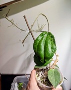 Hoya Seeds 023 - matecznik