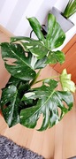 Monstera Thai
