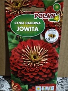 Cynia daliowa "Jowita"