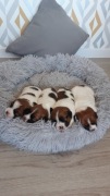 Jack Russell Terrier szczeniak z Hodowli FCI